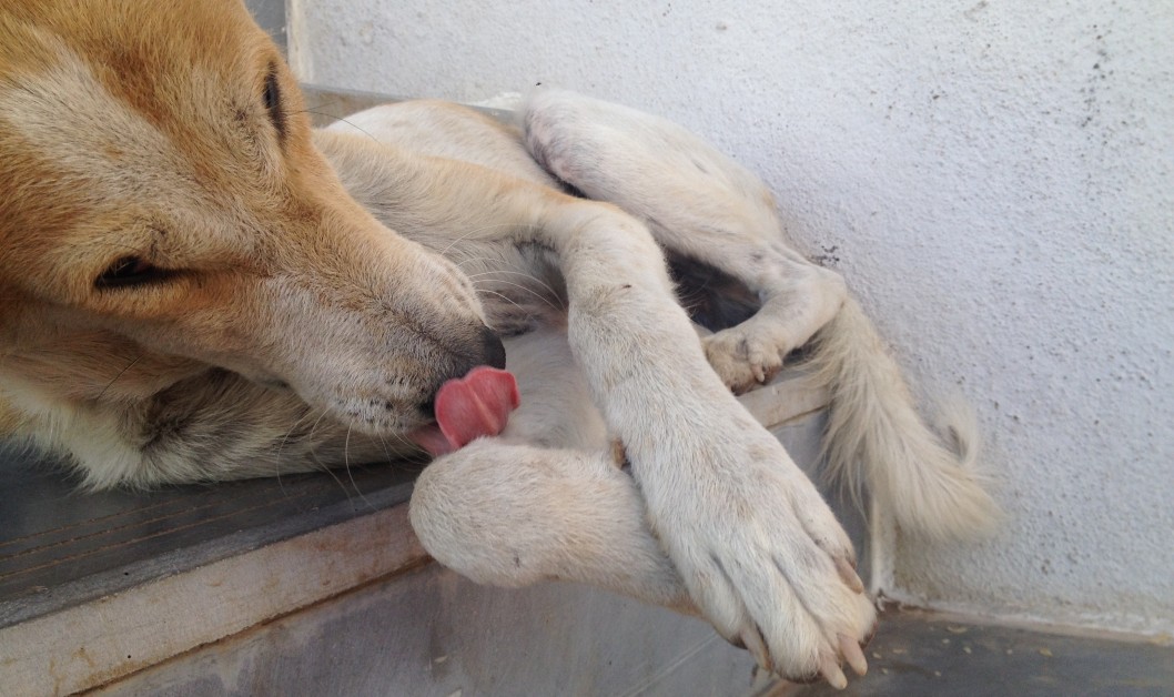 Excessive Paw Licking in Dogs